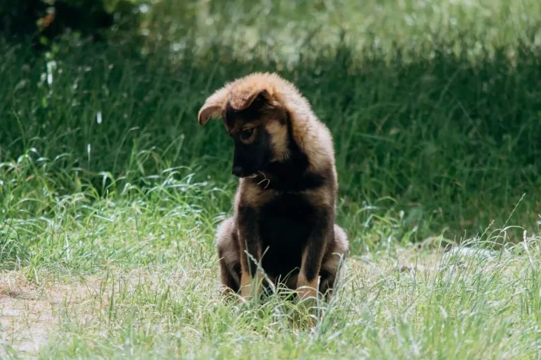 Roksi (Роксі), female young Mixed Breed for adoption at Happy Paw Rivne Oblast