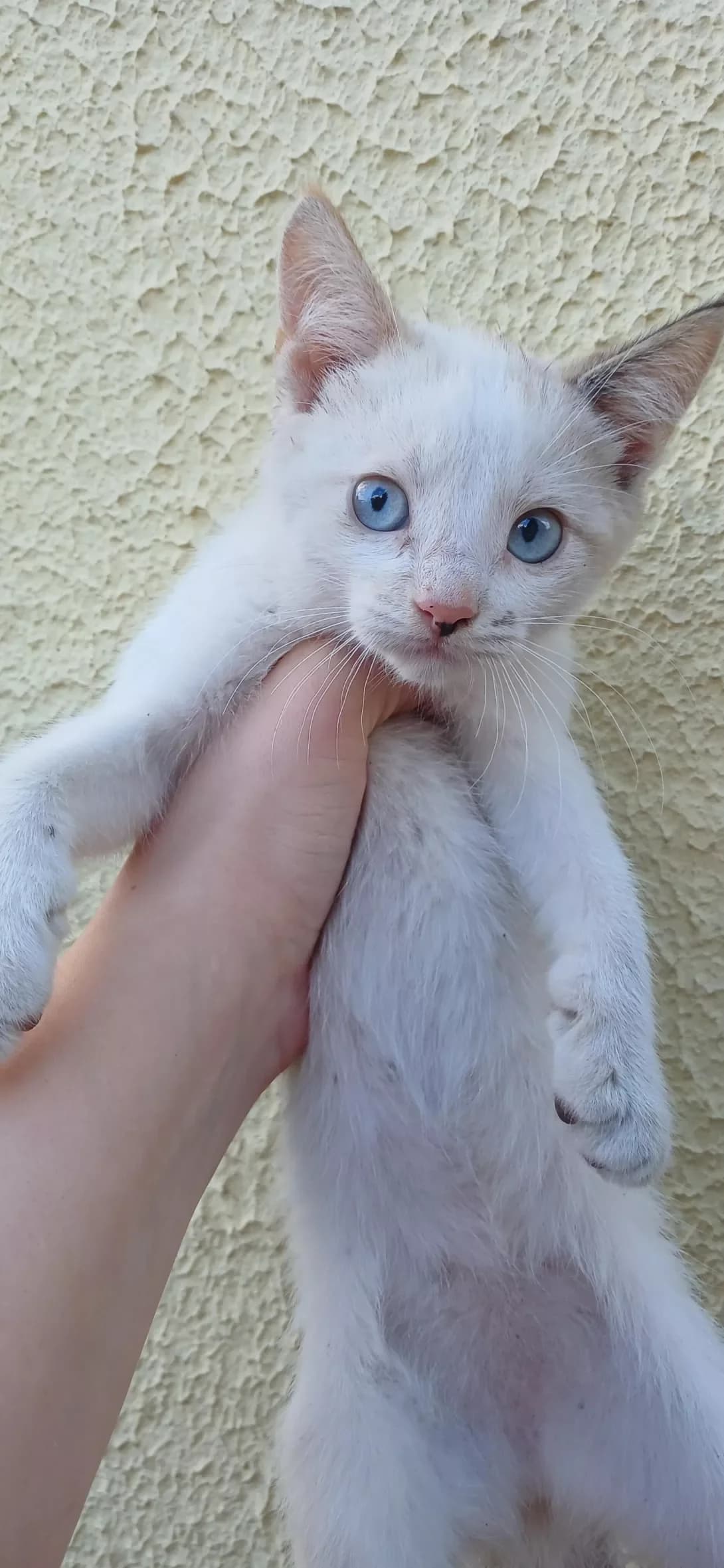 Marta (Марта), Mixed Breed (Happy Paw Kyiv Oblast)