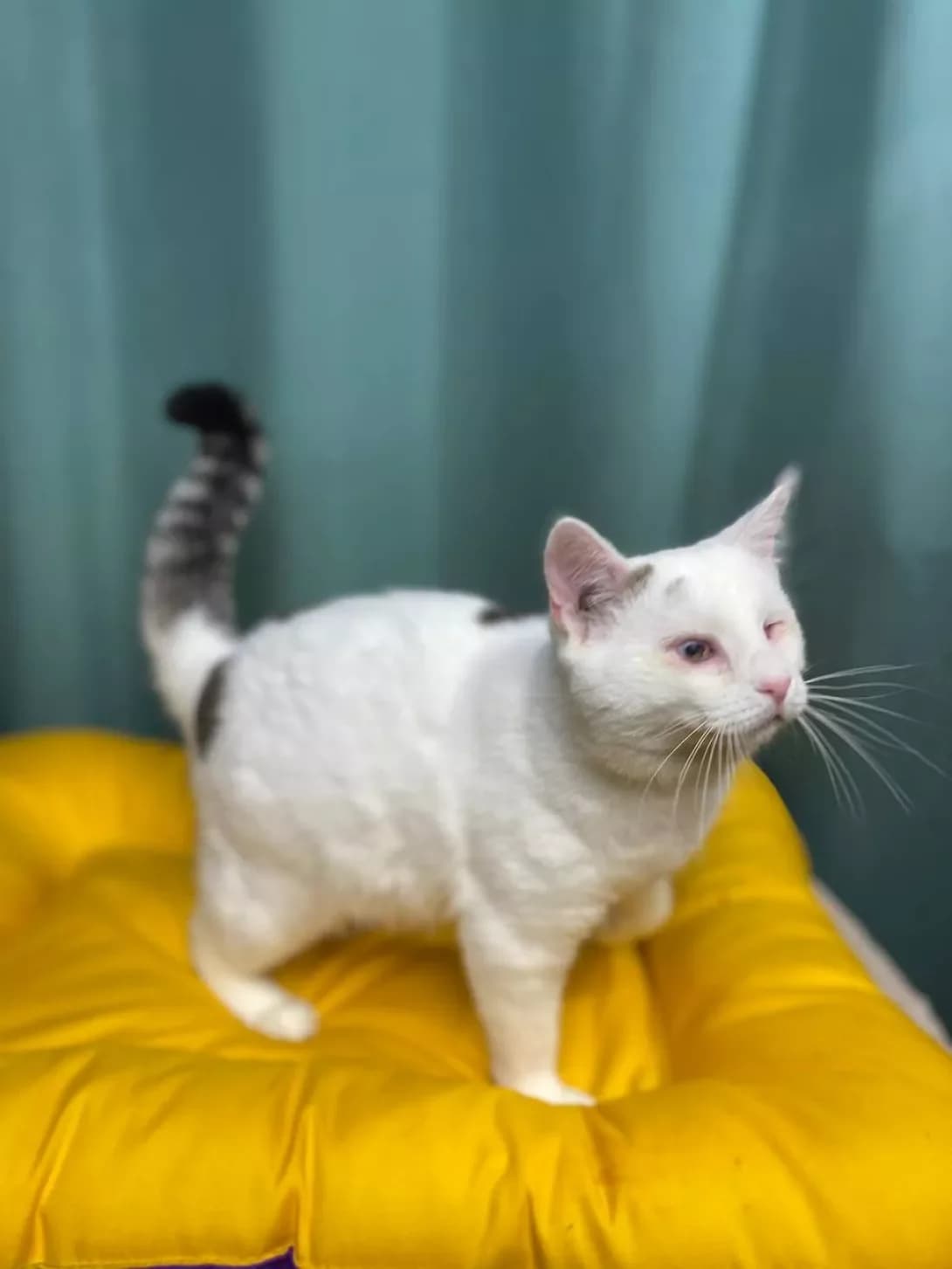 Shkiper (Шкіпер), male young Mixed Breed for adoption at Happy Paw Sumy Oblast