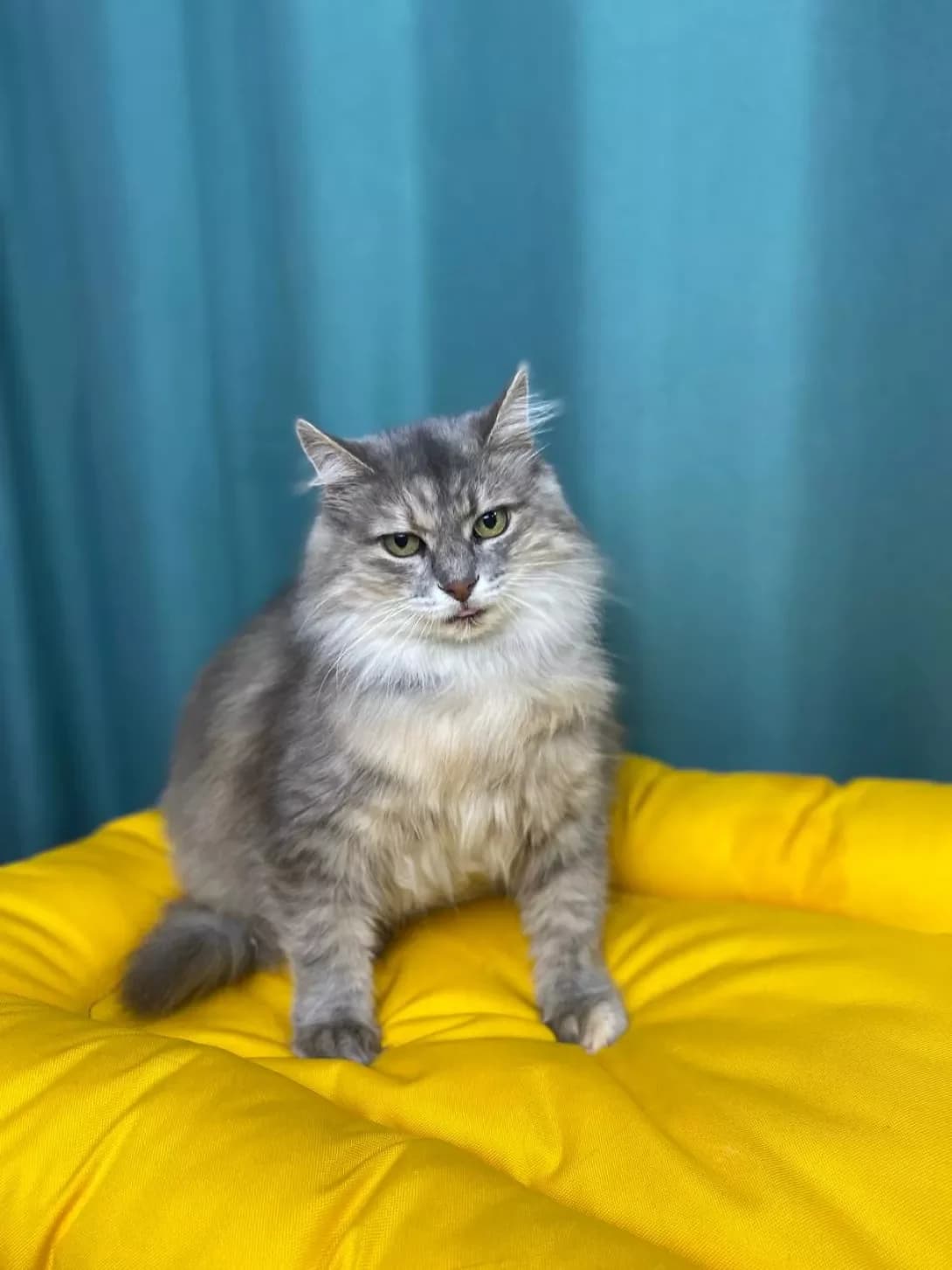 Misis Pukhlis (Місіс Пухліс), female senior Mixed Breed for adoption at Happy Paw Sumy Oblast