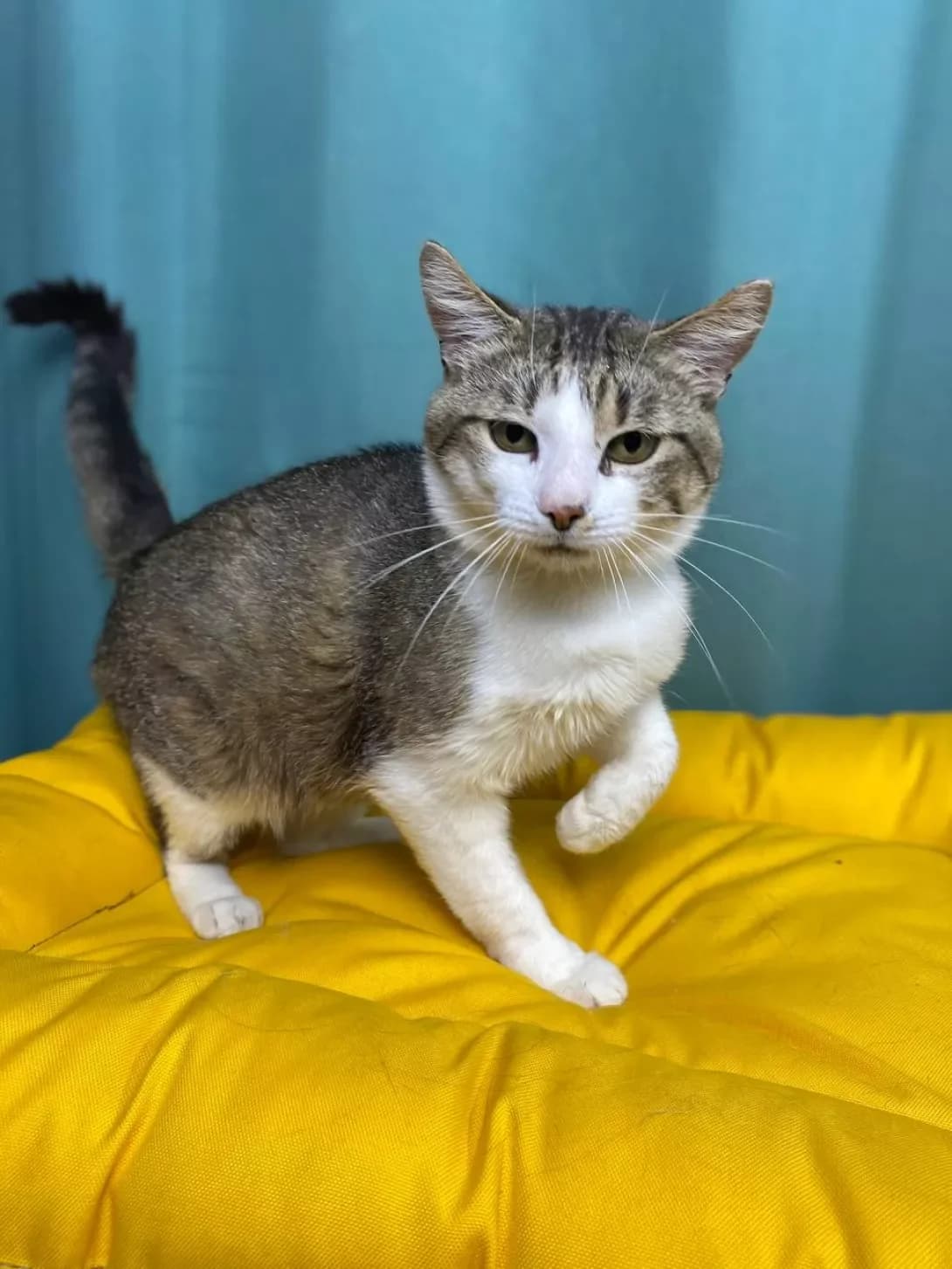 Boris (Борис), male 3yo Mixed Breed for adoption at Happy Paw Sumy Oblast