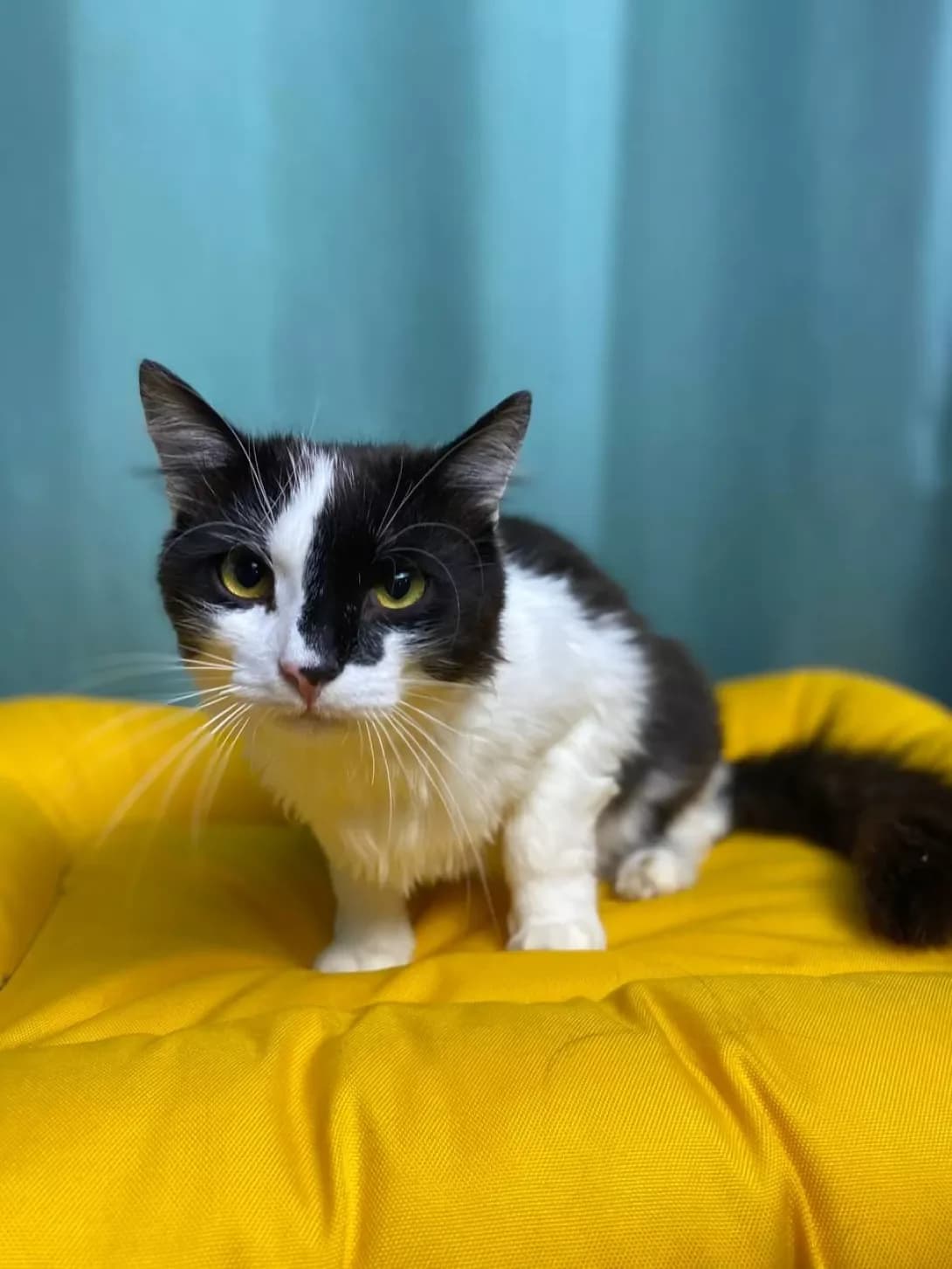 Feliks (Фелікс), male young Mixed Breed for adoption at Happy Paw Sumy Oblast