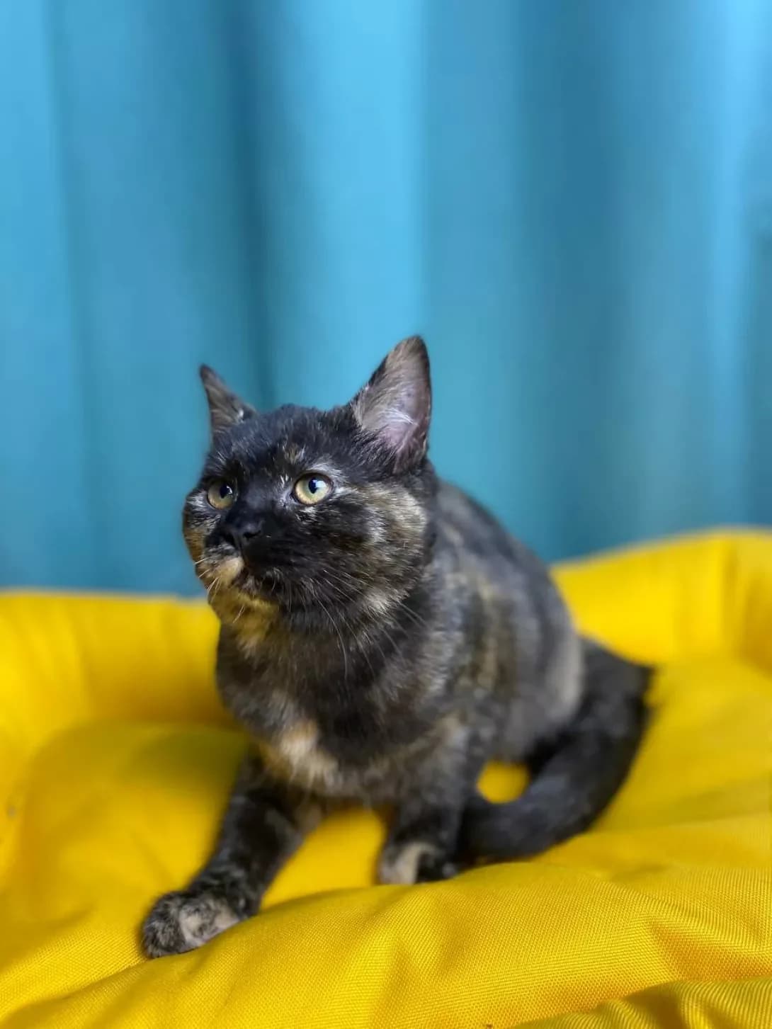 Oktaviya (Октавія), female young Mixed Breed for adoption at Happy Paw Sumy Oblast