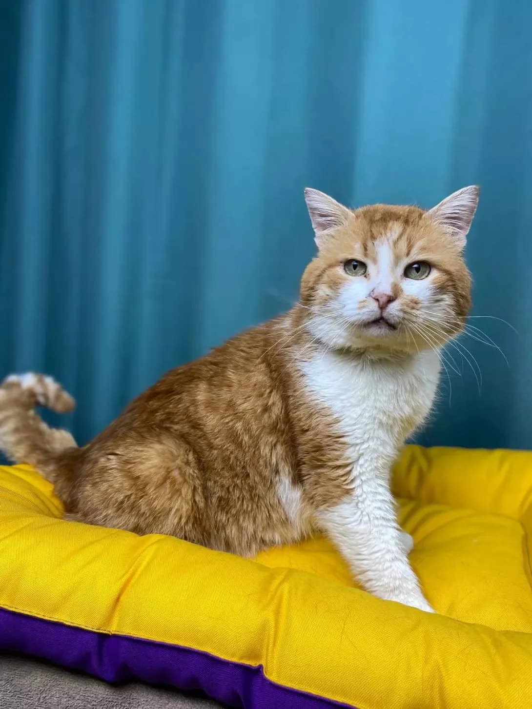 Burbon (Бурбон), male senior Mixed Breed for adoption at Happy Paw Sumy Oblast