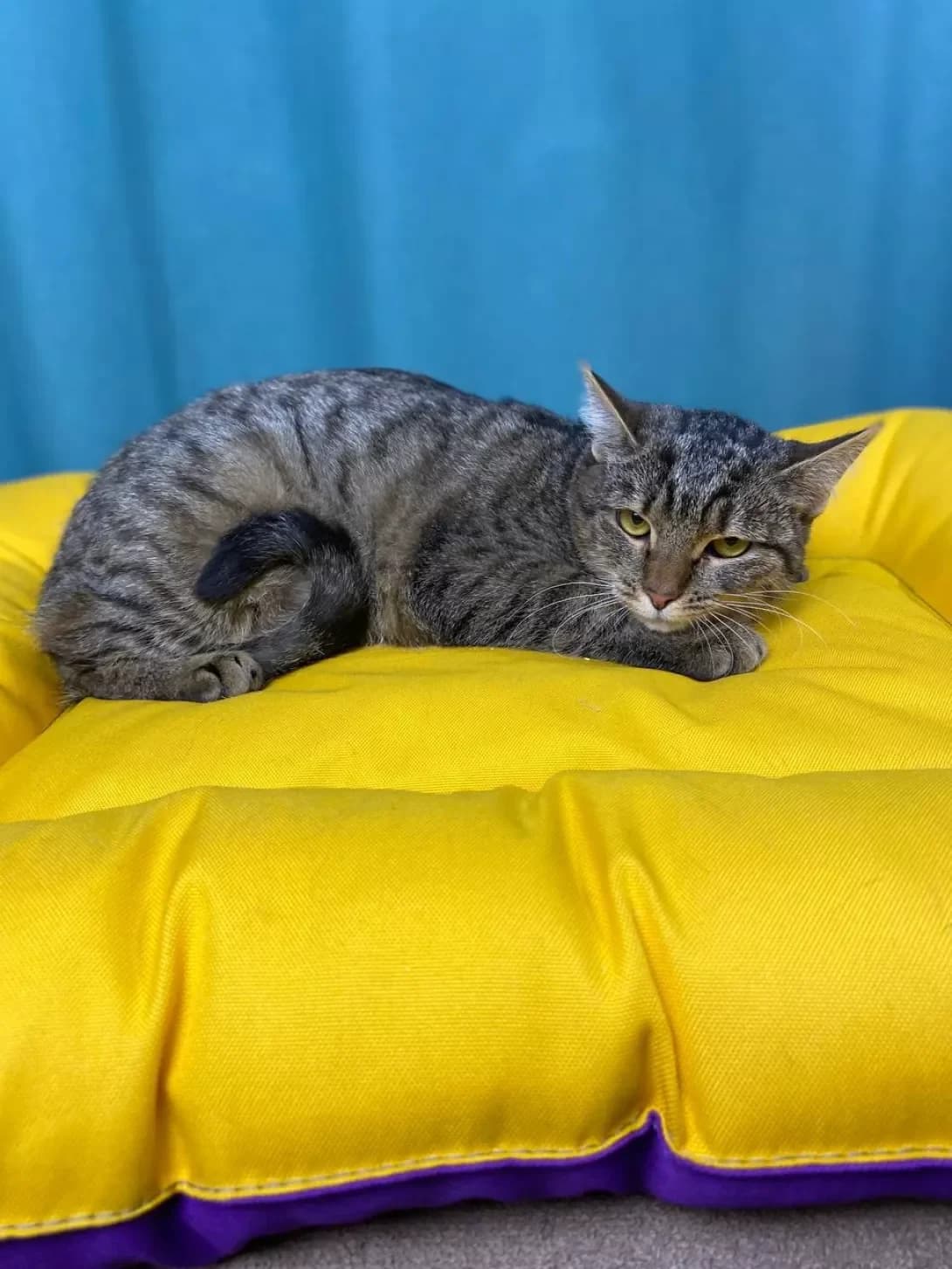 Zhuzha (Жужа), female young Mixed Breed for adoption at Happy Paw Sumy Oblast