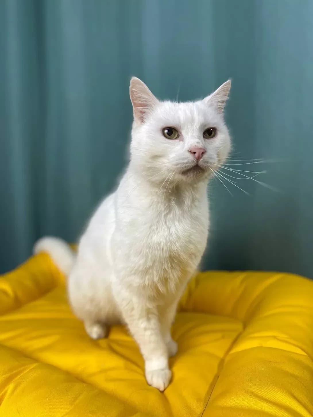 Aspirin (Аспірін), male senior Mixed Breed for adoption at Happy Paw Sumy Oblast