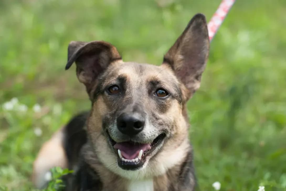 Yakut (Якут), male senior Mixed Breed for adoption at Happy Paw Kyiv Oblast