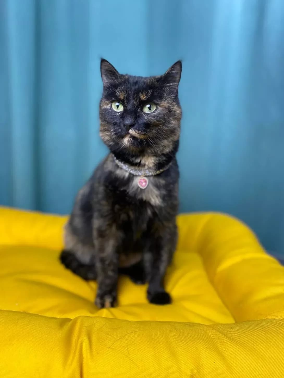 Solomiya (Соломія), female 6yo Mixed Breed for adoption at Happy Paw Sumy Oblast