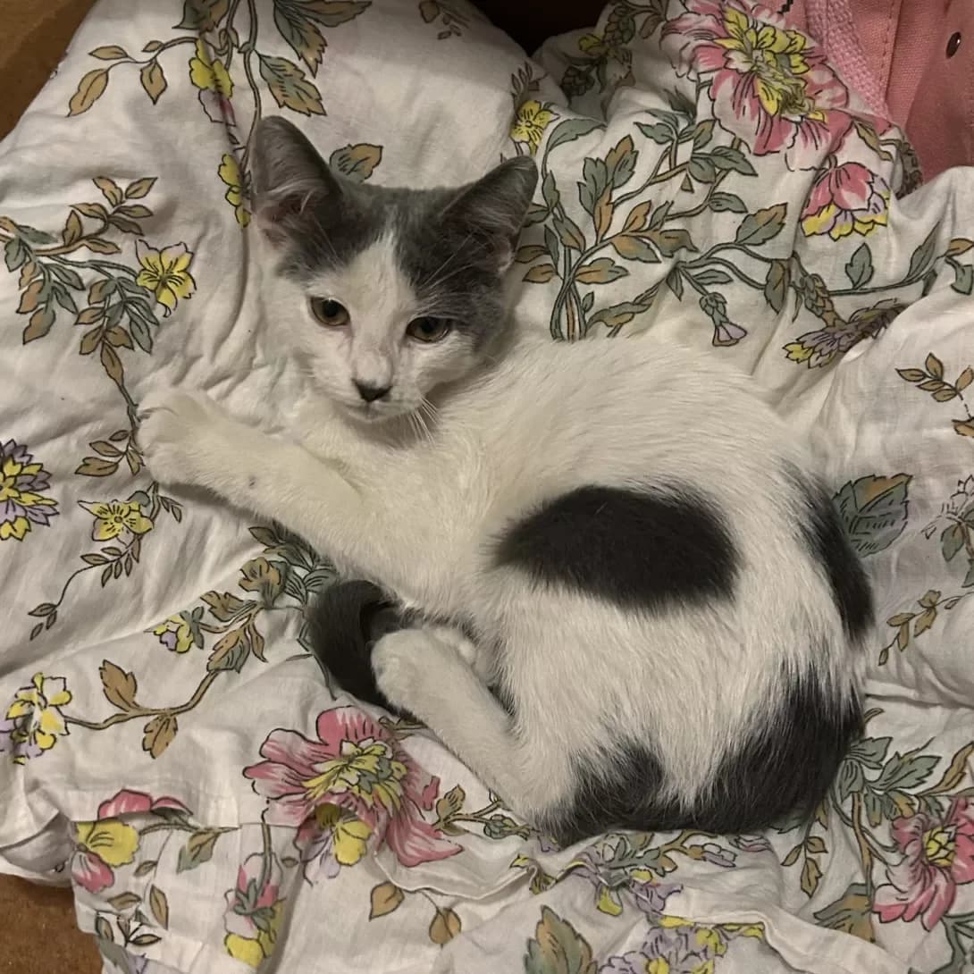 Timoshka (Тімошка), male puppy Mixed Breed for adoption at Happy Paw Mykolaiv Oblast