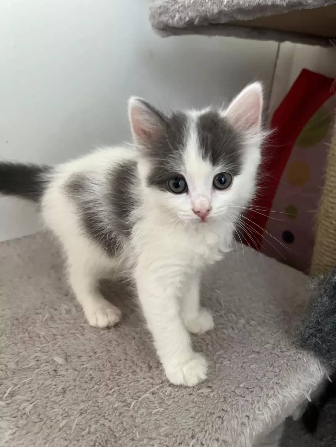 Opera (Опера), female puppy Mixed Breed for adoption at Happy Paw Poltava
