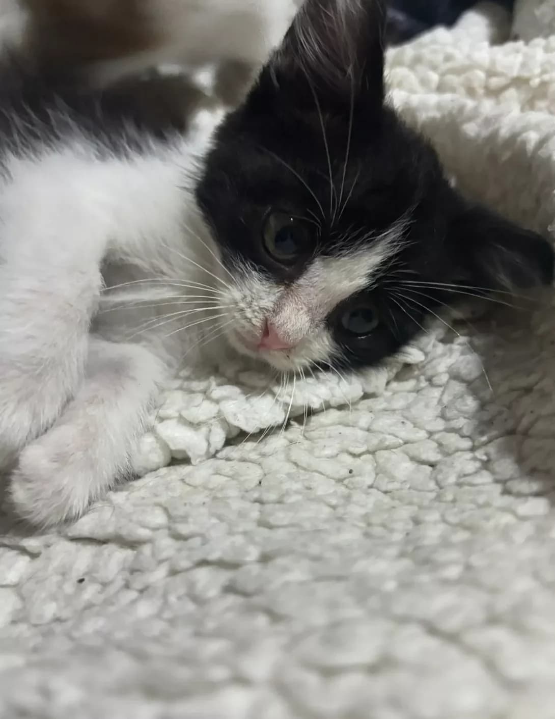 Miya (Мія), female puppy Mixed Breed for adoption at Happy Paw Cherkasy Oblast