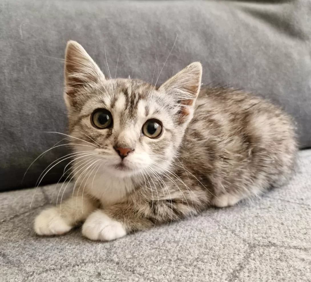 Silver (Сільвер), Mixed Breed (Happy Paw Kyiv)