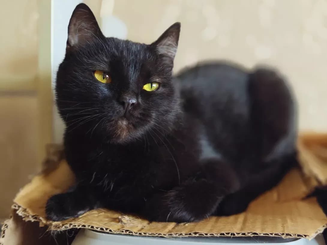 Kleopatra (Клеопатра), Mixed Breed (Happy Paw Kyiv)