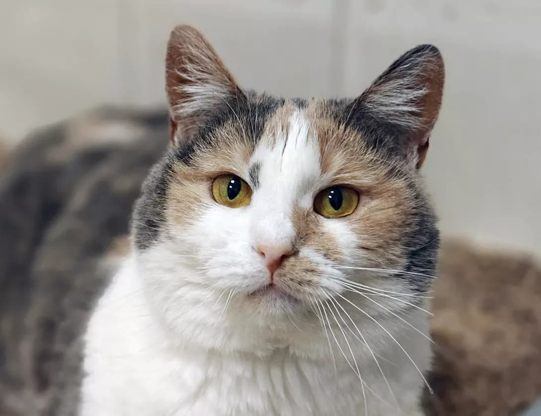 Iriska (Іриска), Mixed Breed (Happy Paw Kyiv)
