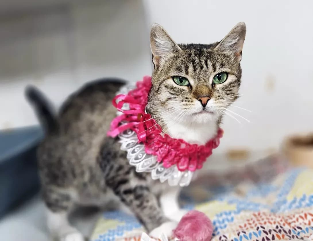 Lyusi (Люсі), Mixed Breed (Happy Paw Kyiv)