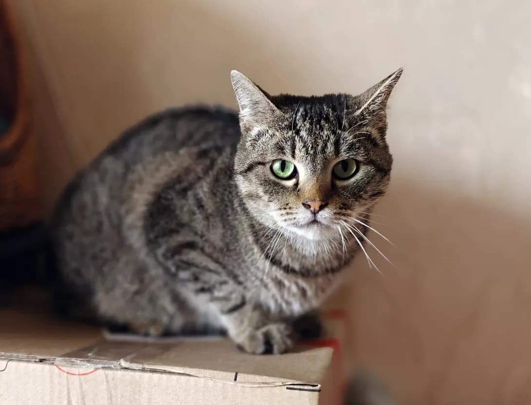 Aleks (Алекс), Mixed Breed (Happy Paw Kyiv)