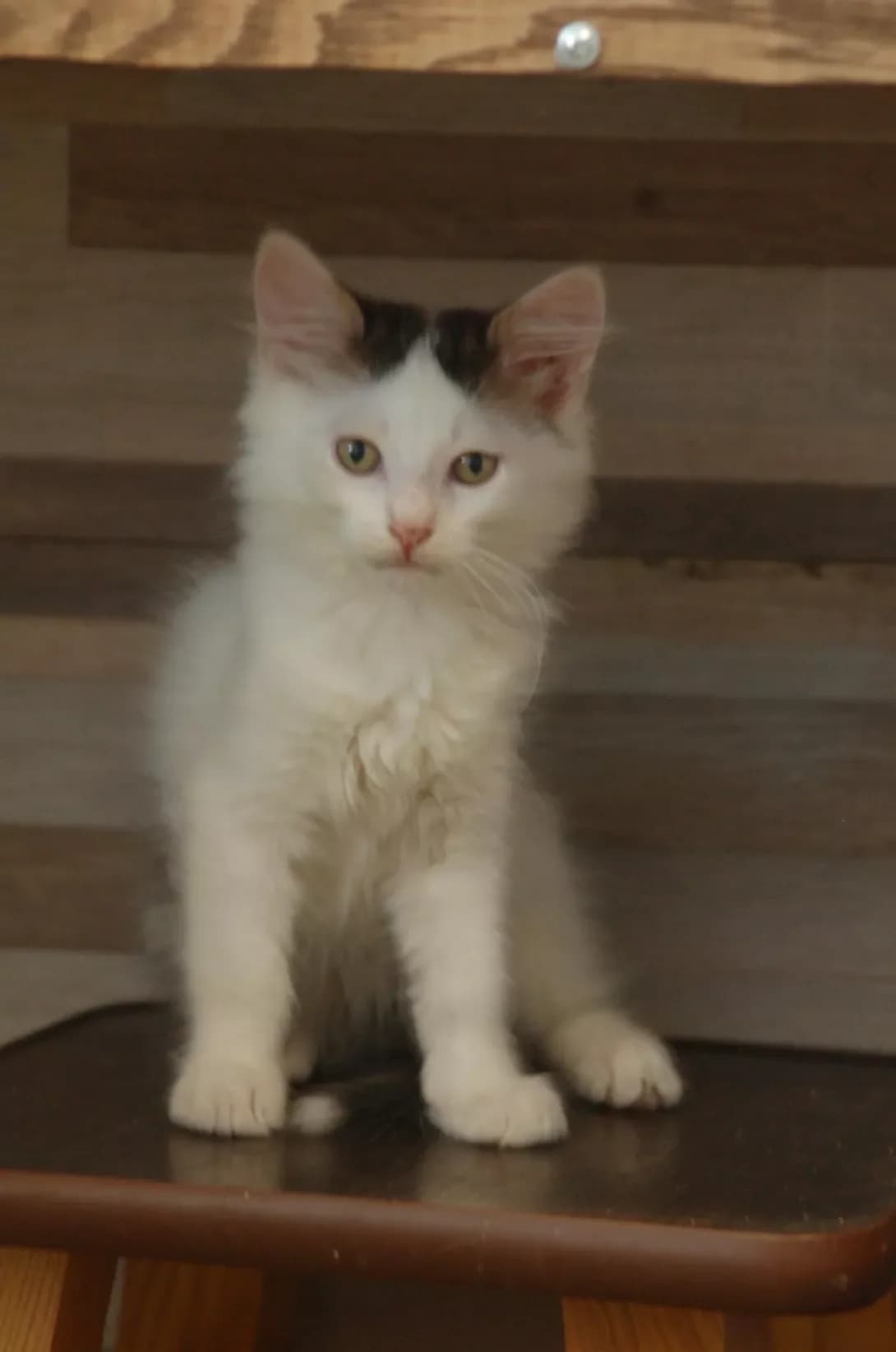 Miron (Мірон), male young Mixed Breed for adoption at Happy Paw Poltava