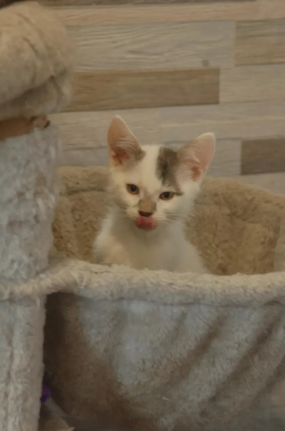 Teyran (Тейран), male young Mixed Breed for adoption at Happy Paw Poltava