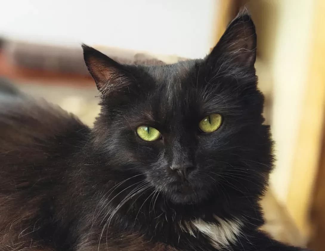 Diego (Діего), Mixed Breed (Happy Paw Kyiv)