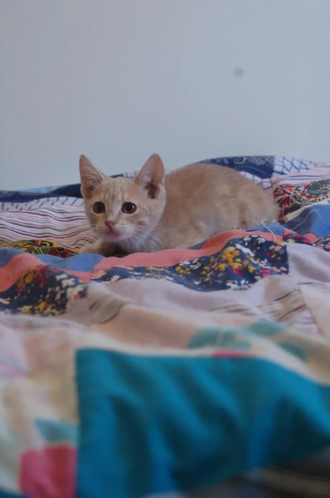 Lyumiron (Люмірон), male young Mixed Breed for adoption at Happy Paw Poltava
