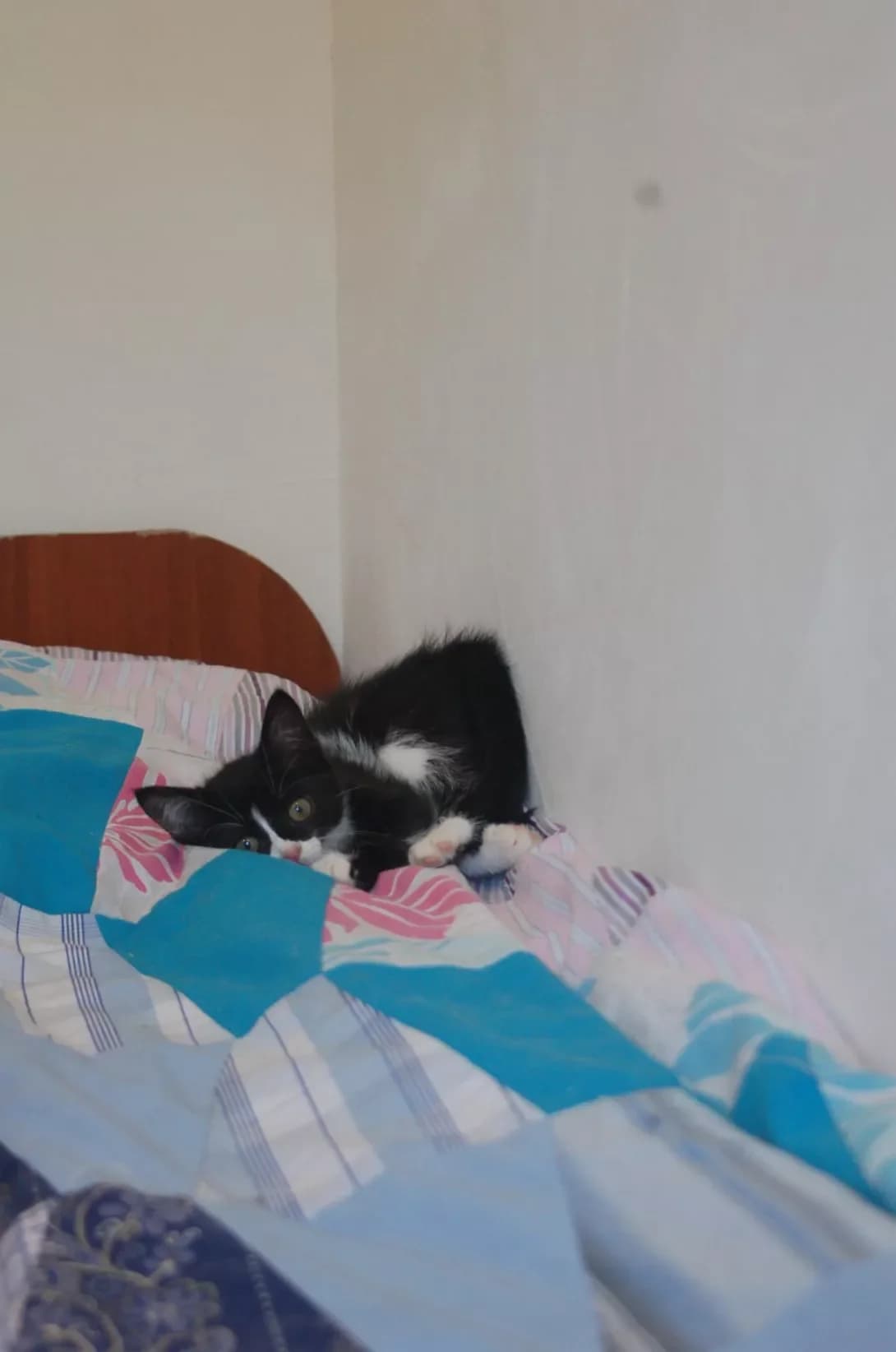 Feliya (Фелія), female young Mixed Breed for adoption at Happy Paw Poltava