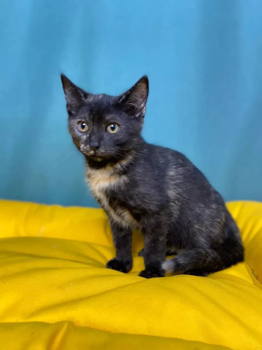 Palitra (Палітра), female young Mixed Breed for adoption at Happy Paw Sumy Oblast