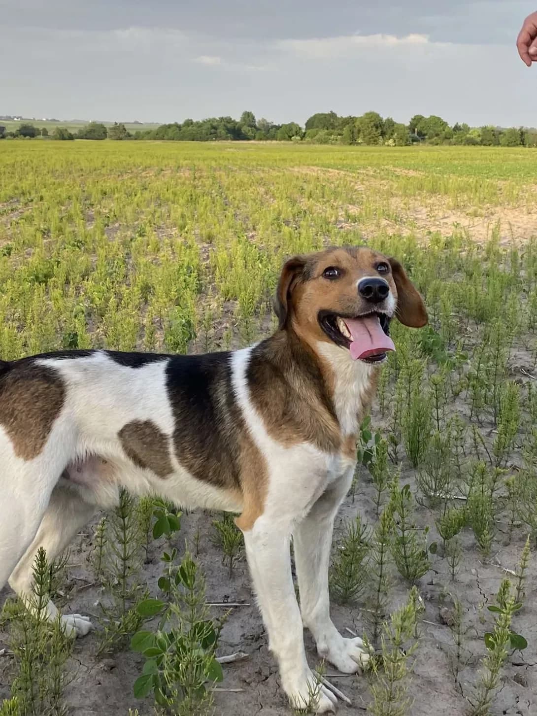Barsik (Барсик), male 4yo Mixed Breed for adoption at Happy Paw Rivne Oblast