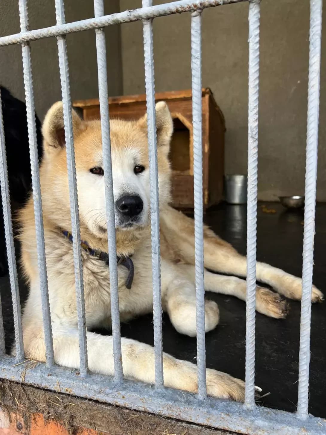 Nikita (Нікіта), male 5yo Mixed Breed for adoption at Happy Paw Odesa