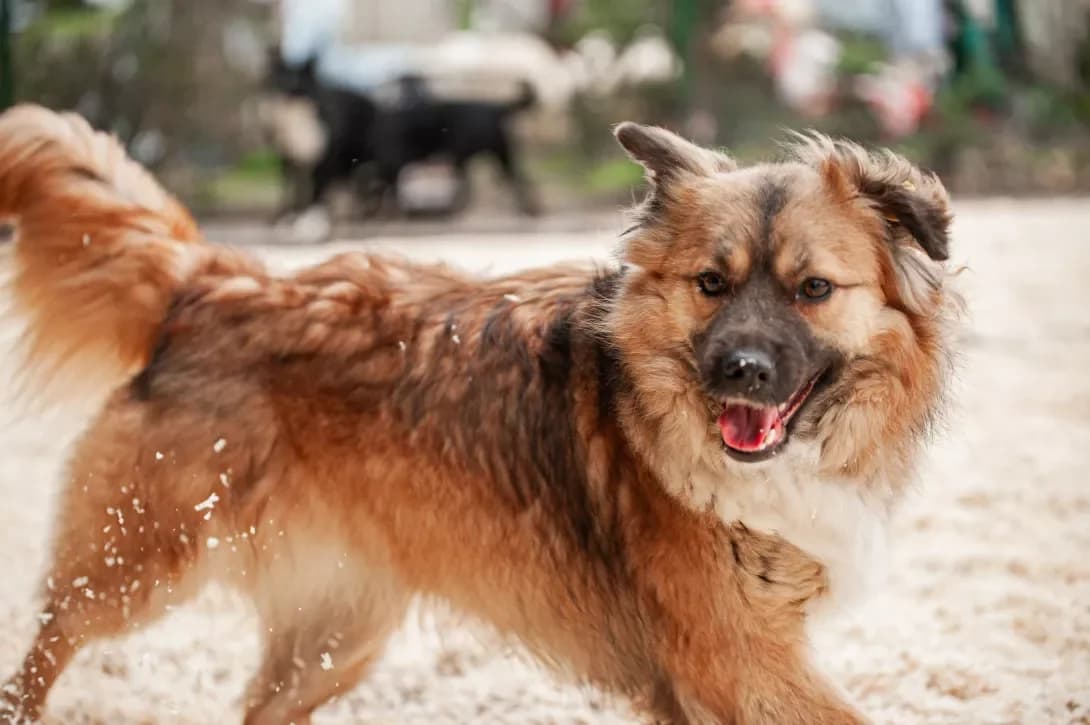 Balu (Балу), Mixed Breed (Happy Paw Kyiv Oblast)