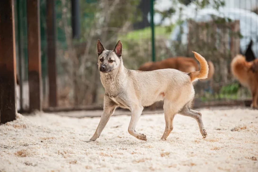 Svyatik (Святік), Mixed Breed (Happy Paw Kyiv Oblast)