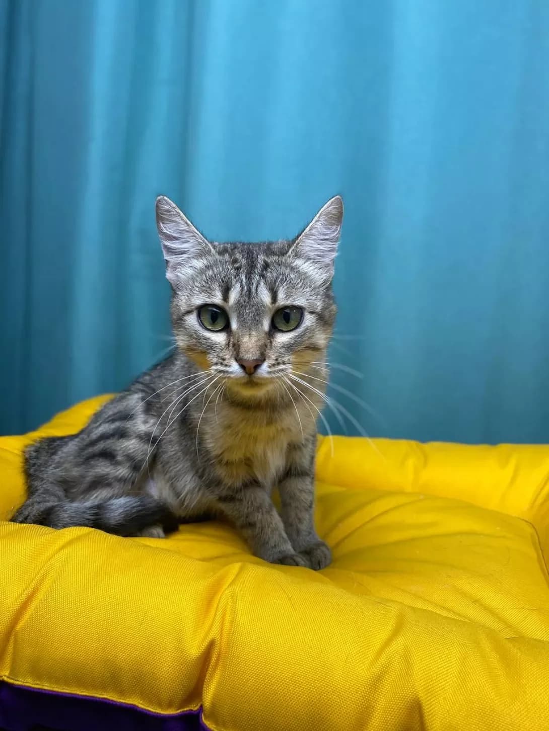 Yarisya (Ярися), female young Mixed Breed for adoption at Happy Paw Sumy Oblast