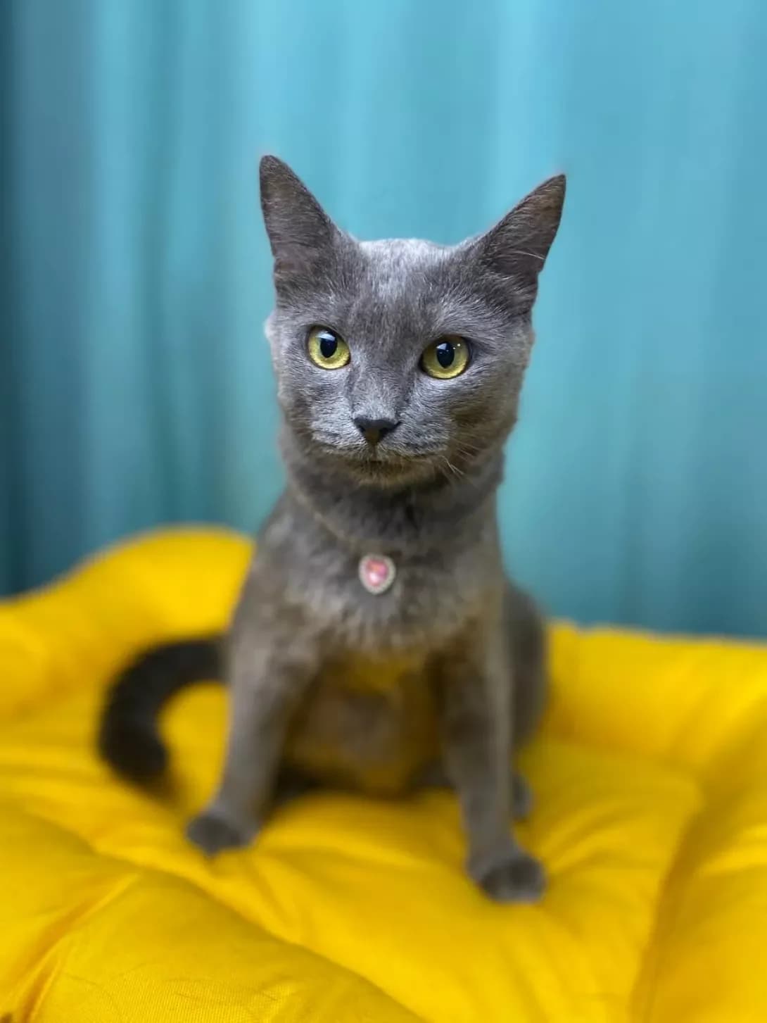 Mriya (Мрія), female young Mixed Breed for adoption at Happy Paw Sumy Oblast