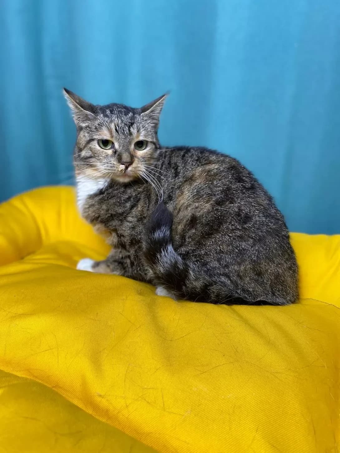 Murka malenka (Мурка маленька), female 3yo Mixed Breed for adoption at Happy Paw Sumy Oblast