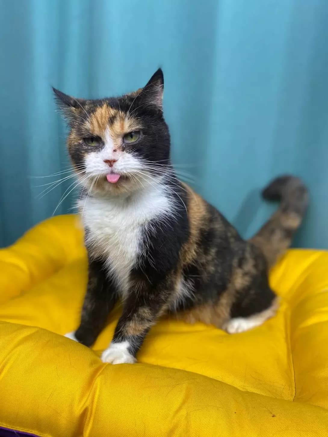 Viski (Віскі), female senior Mixed Breed for adoption at Happy Paw Sumy Oblast