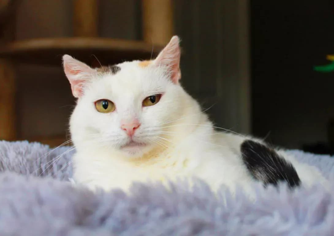 Erika (Еріка), Mixed Breed (Happy Paw Kyiv)