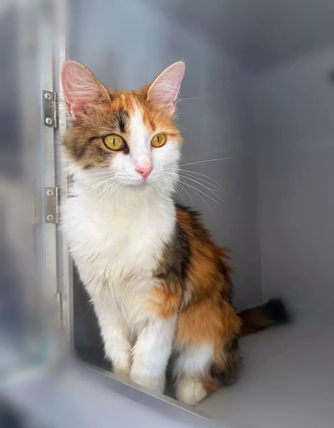 Fayerfoks (Фаєрфокс), Mixed Breed (Happy Paw Kyiv)