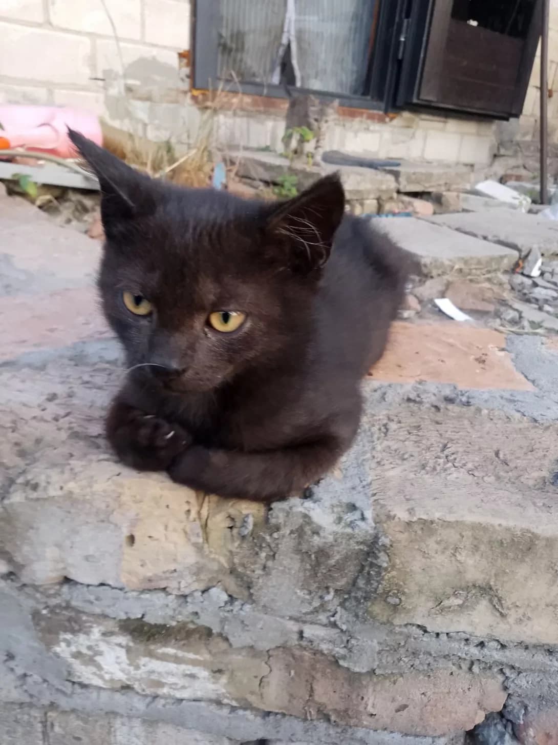 Pirizhechok (Пиріжечок), male young Mixed Breed for adoption at Happy Paw Cherkasy Oblast