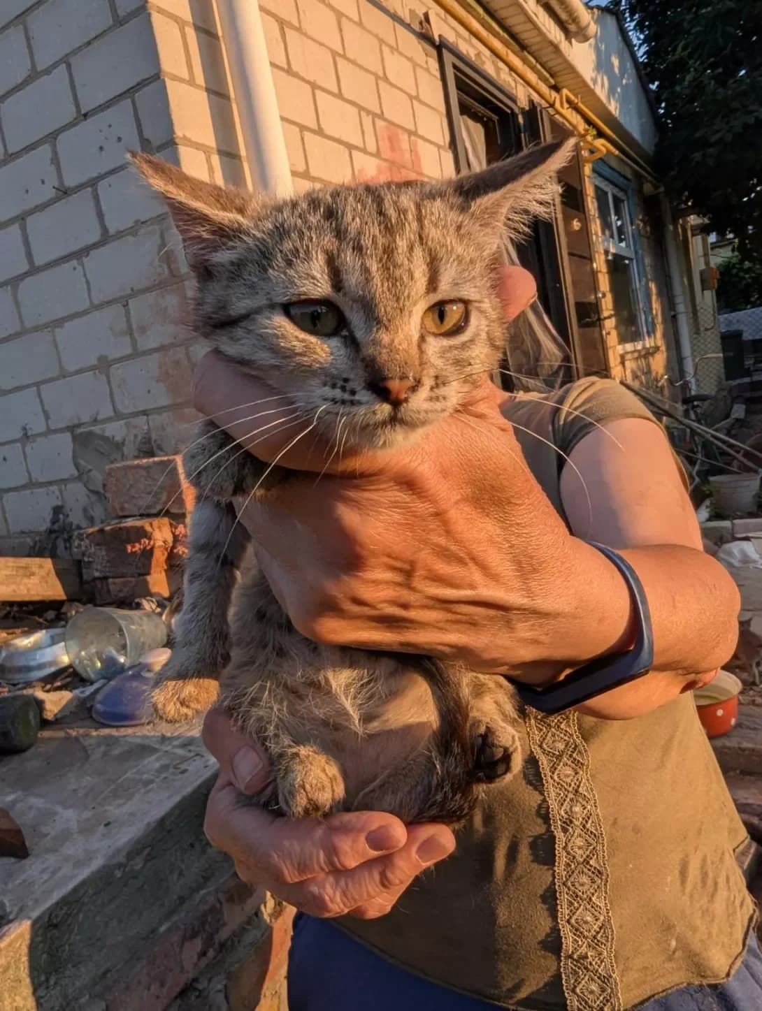 Fistashka (Фісташка), female young Mixed Breed for adoption at Happy Paw Cherkasy Oblast