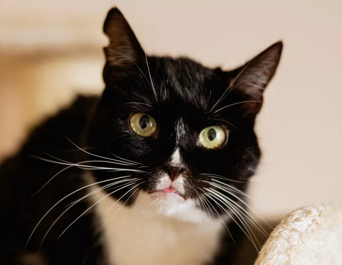 Elvis (Елвіс), Mixed Breed (Happy Paw Kyiv)