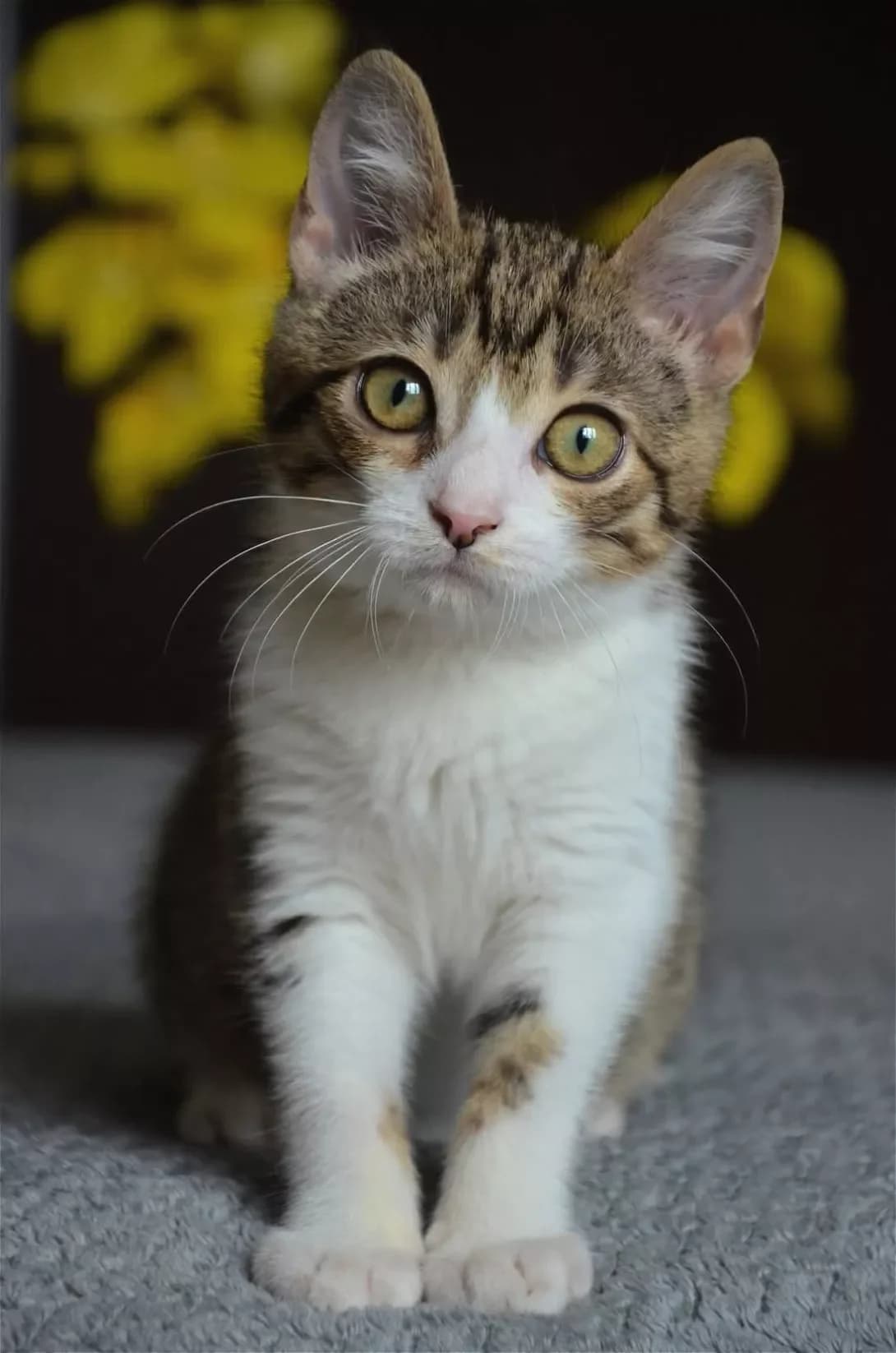 Kotik (Котик), Mixed Breed (Happy Paw Kyiv)