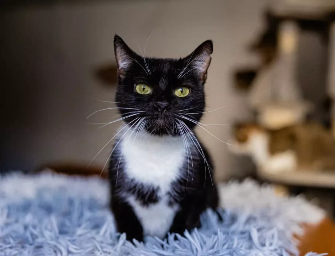 Ester (Естер), Mixed Breed (Happy Paw Kyiv)