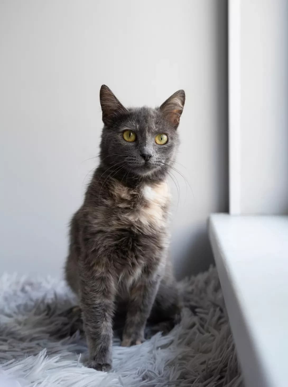 Miya (Мія), Mixed Breed (Happy Paw Kyiv)