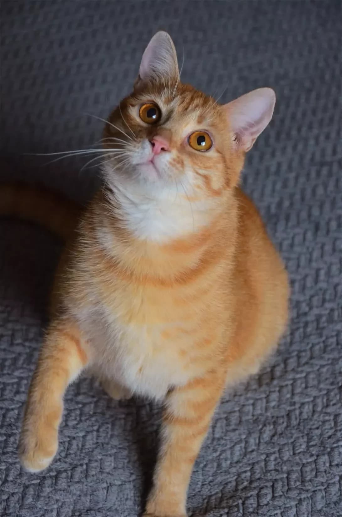 Fima (Фіма), Mixed Breed (Happy Paw Kyiv)