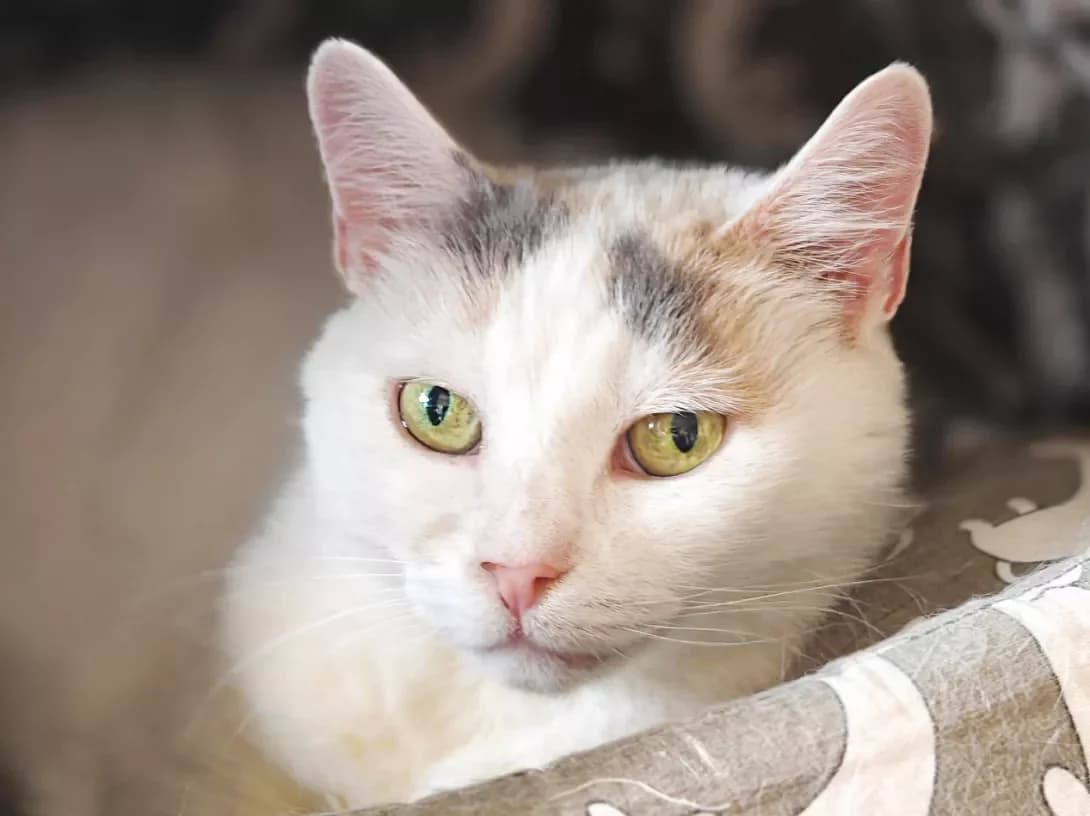 Meysi (Мейсі), Mixed Breed (Happy Paw Kyiv)