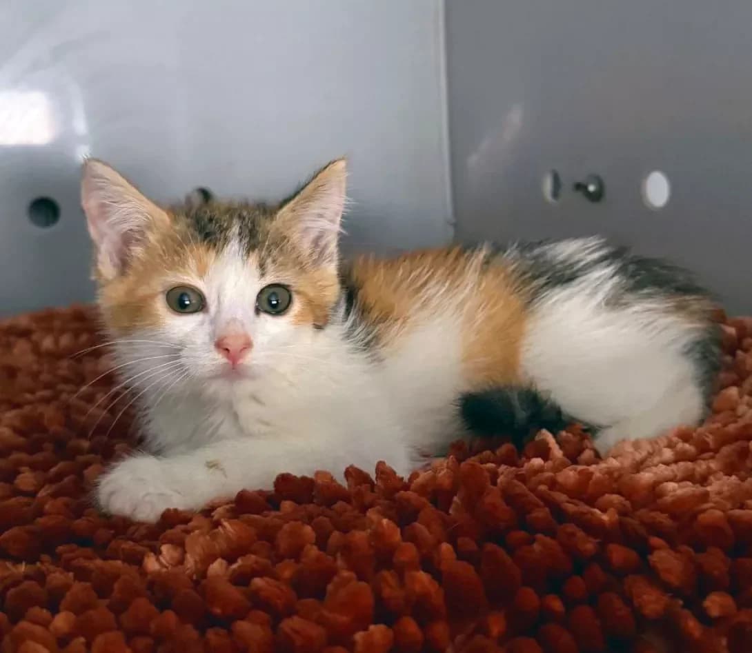Ketti (Кетті), Mixed Breed (Happy Paw Kyiv)