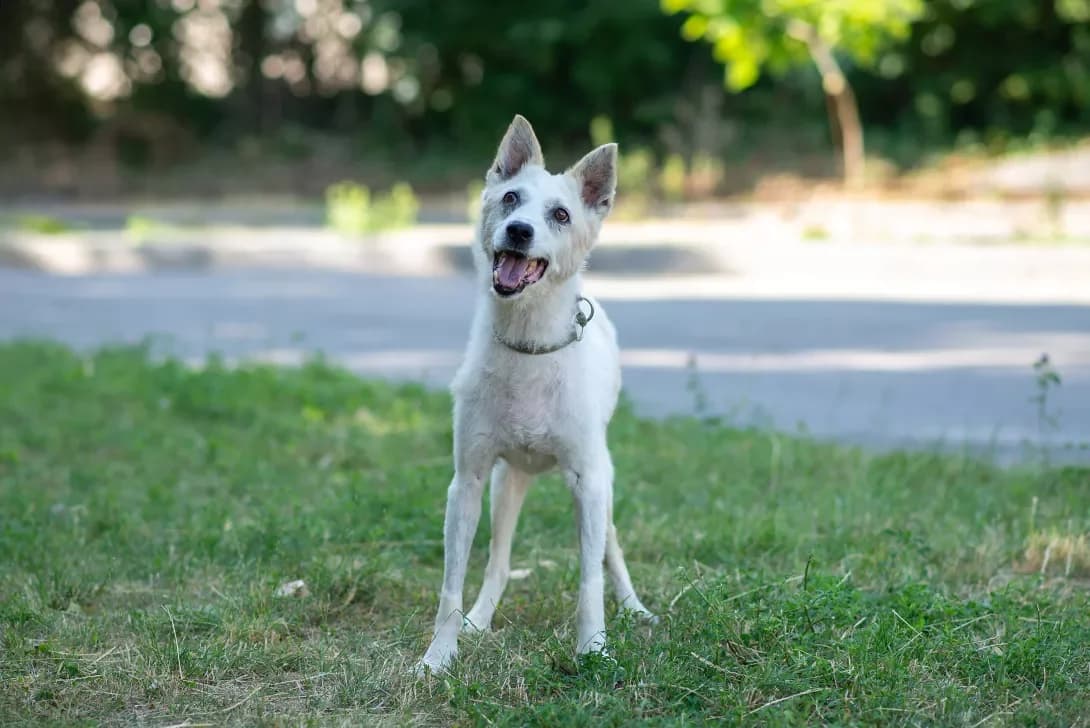 Yasha (Яша), Mixed Breed (Happy Paw Kyiv Oblast)
