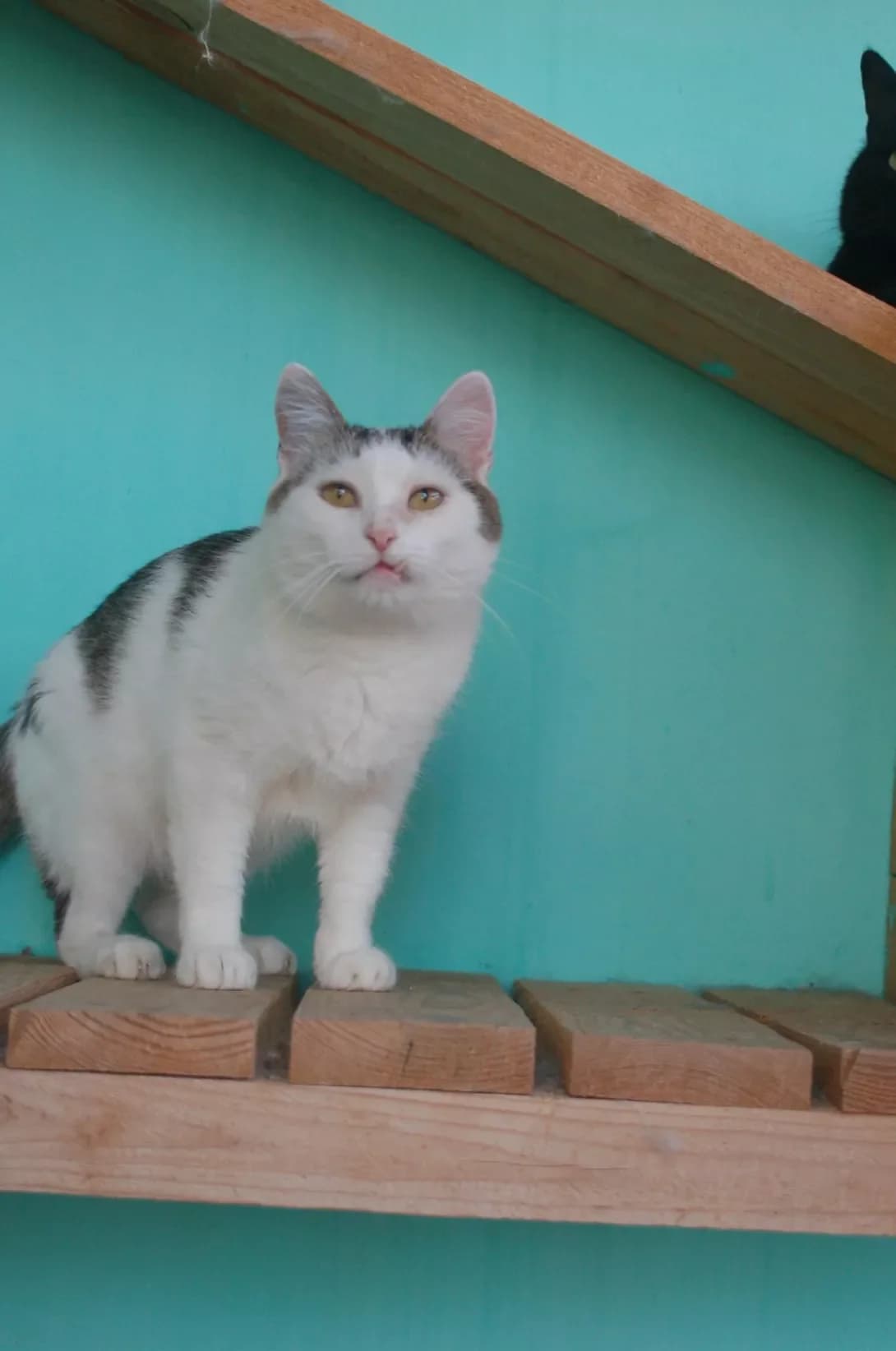 Borya (Боря), male senior Mixed Breed for adoption at Happy Paw Poltava