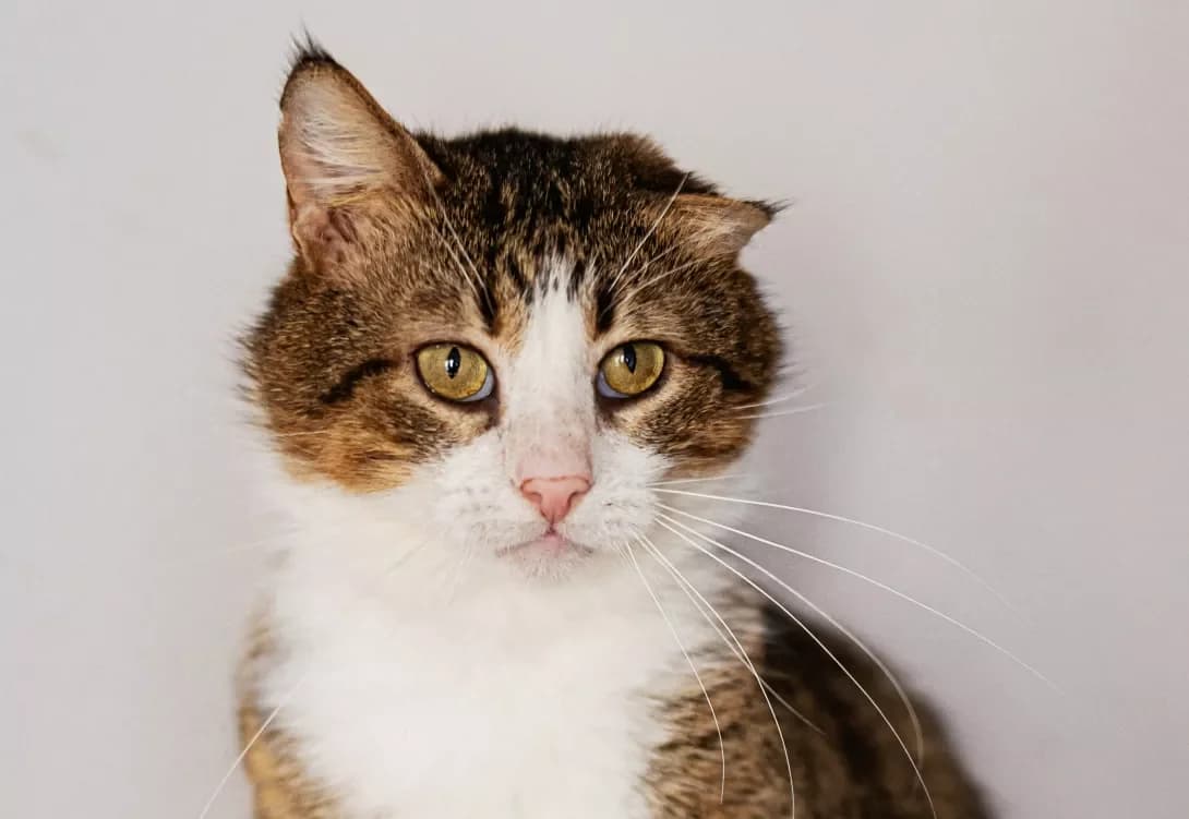 Richchi (Річчі), Mixed Breed (Happy Paw Kyiv)