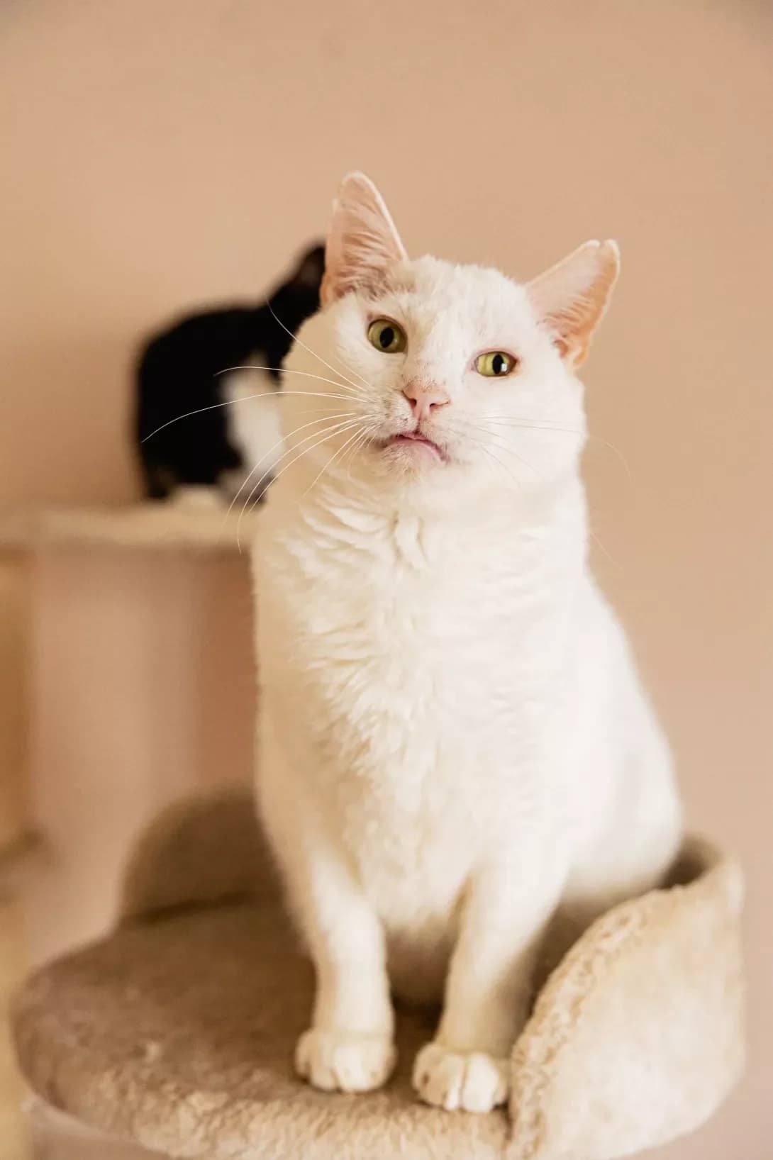 Musafir (Мусафір), Mixed Breed (Happy Paw Kyiv)