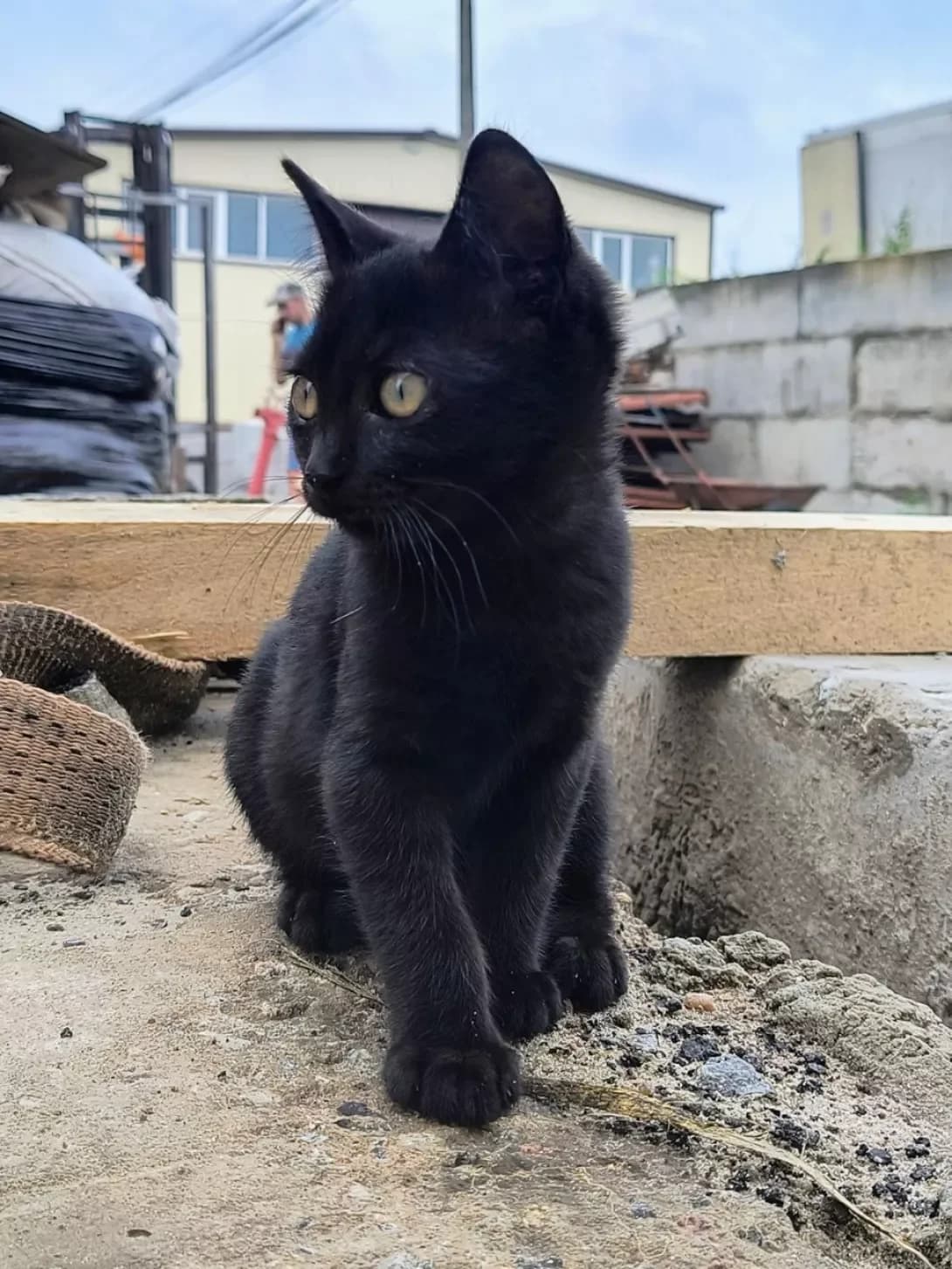 Nemaye (Немає), Mixed Breed (Happy Paw Kyiv)